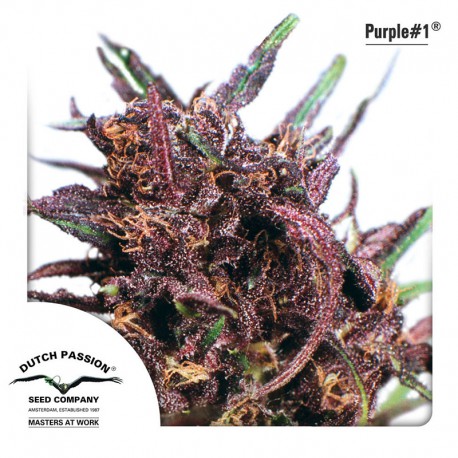 buy cannabis seeds Purple #1
