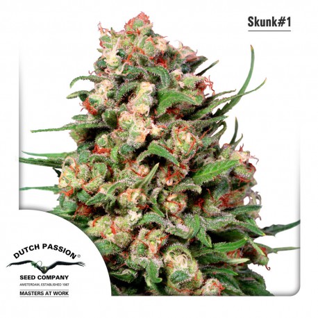 buy cannabis seeds Skunk #1