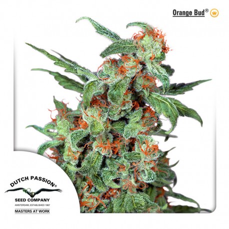 buy cannabis seeds Orange Bud