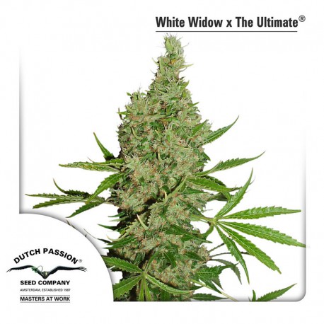 buy cannabis seeds White Widow x The Ultimate