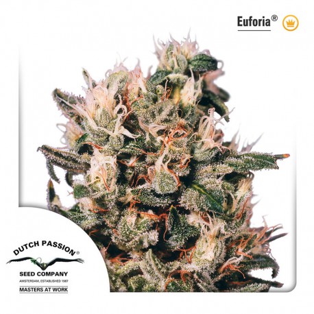 buy cannabis seeds Euforia