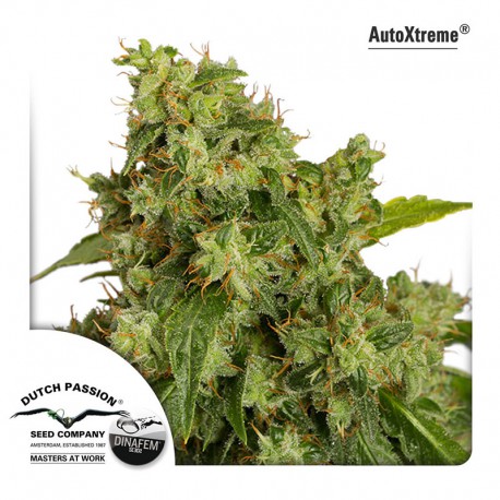 buy cannabis seeds AutoXtreme Automatic