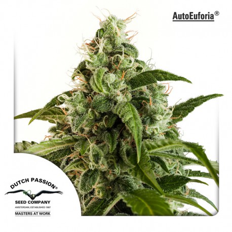 buy cannabis seeds AutoEuforia
