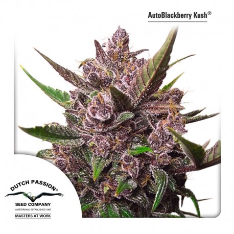 buy cannabis seeds AutoBlackberry Kush