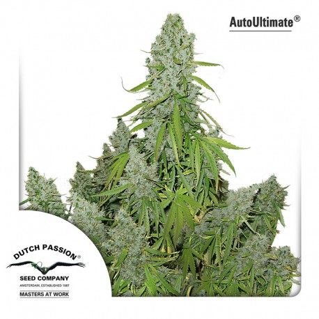 buy cannabis seeds Auto Ultimate