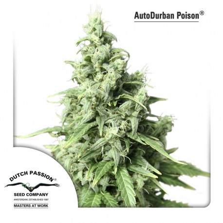 buy cannabis seeds AutoDurban Poison