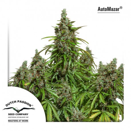 buy cannabis seeds AutoMazar