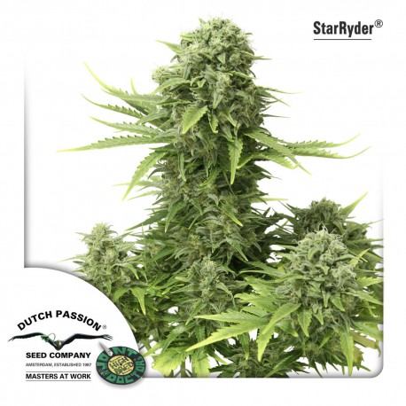 buy cannabis seeds Star Ryder Automatic