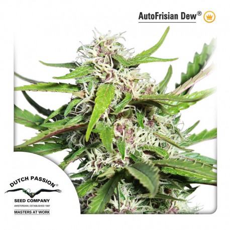 buy cannabis seeds Frisian Dew Auto