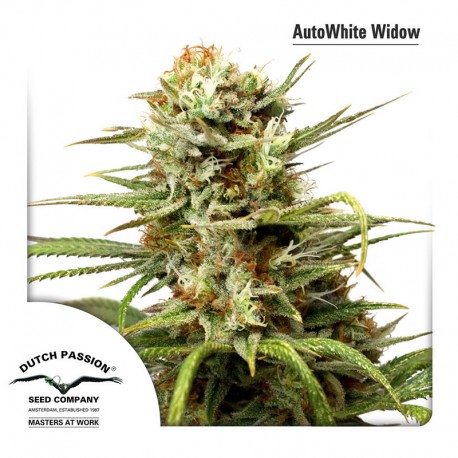buy cannabis seeds White Widow Auto