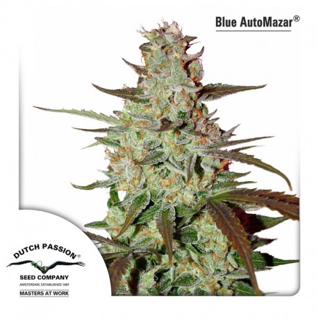 buy cannabis seeds Blue Auto Mazar