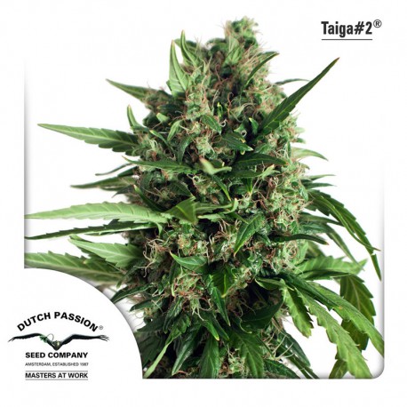 buy cannabis seeds Taiga #2 Auto