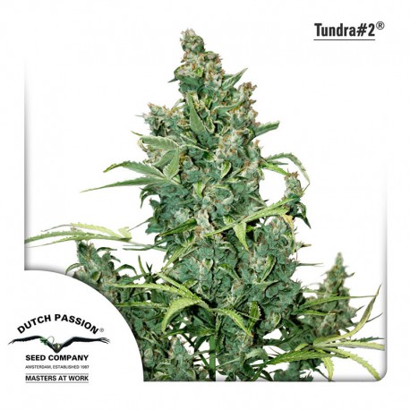 buy cannabis seeds Tundra #2 Auto
