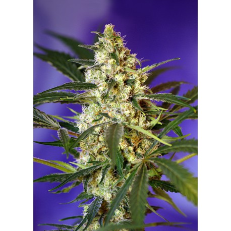 buy cannabis seeds Fast Bud #2 Auto