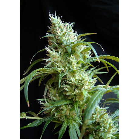 buy cannabis seeds Flash Back #2