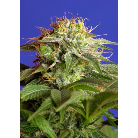 buy cannabis seeds Green Poison Fast V