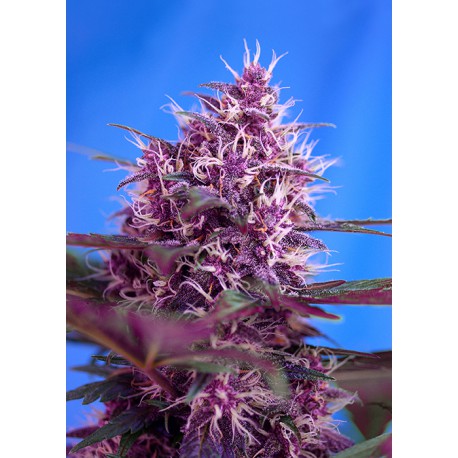 buy cannabis seeds Red Poison Auto