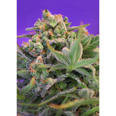 buy cannabis seeds Sweet Cheese Fast V