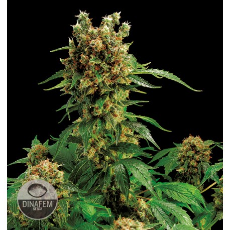buy cannabis seeds Cali Hash Plant