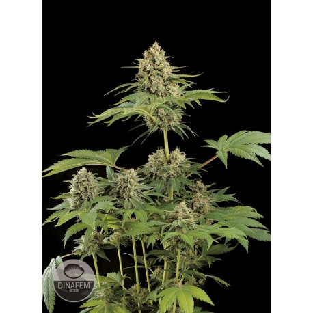 buy cannabis seeds Moby Dick
