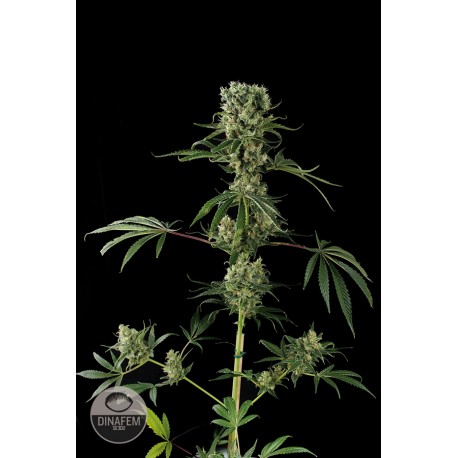 buy cannabis seeds Moby Dick #2