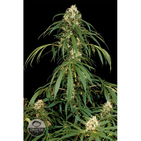 buy cannabis seeds Super Silver
