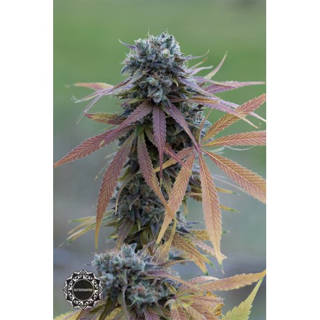 buy cannabis seeds Blue Kush Autoflowering