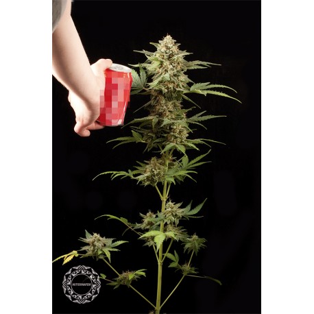 buy cannabis seeds Haze Autoflowering