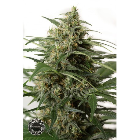 buy cannabis seeds Moby Dick XXL Auto