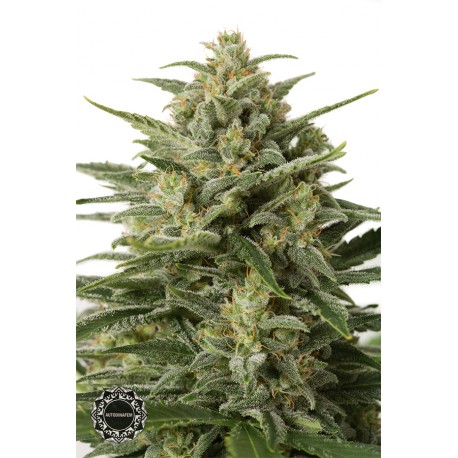 buy cannabis seeds White Widow XXL Autoflowering