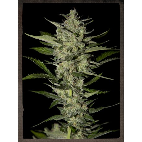 buy cannabis seeds Flowerbomb Kush
