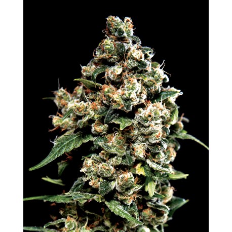 buy cannabis seeds Jack Herer