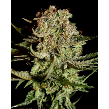 buy cannabis seeds Super Bud