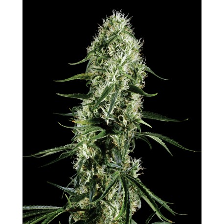 buy cannabis seeds Super Silver Haze