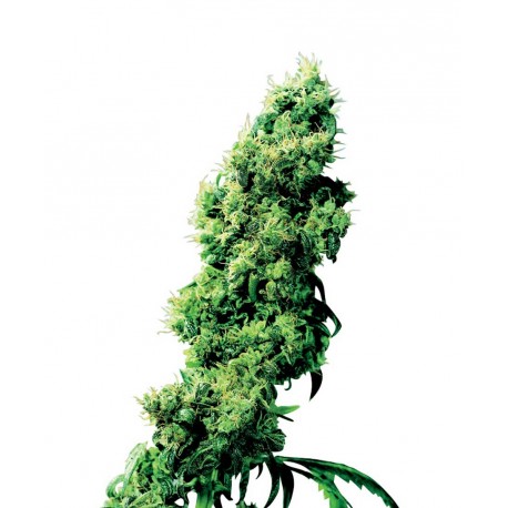 buy cannabis seeds Four Way