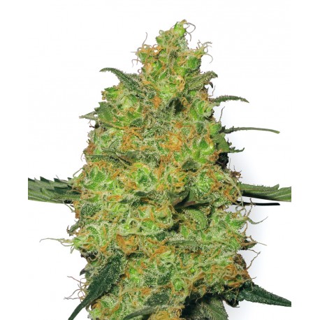 buy cannabis seeds Master Kush