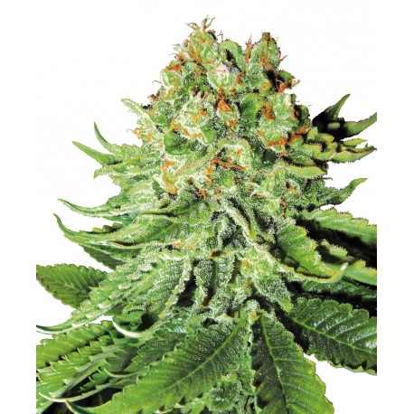 buy cannabis seeds Northern Lights Automatic