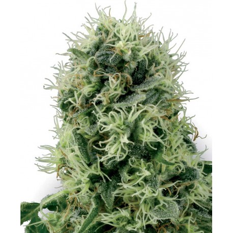 buy cannabis seeds Pure Power Plant