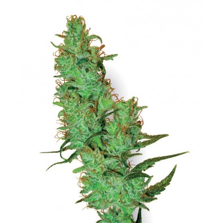 buy cannabis seeds Jack Herer