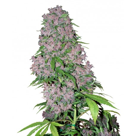 buy cannabis seeds Purple Bud