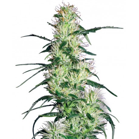 buy cannabis seeds Purple Haze