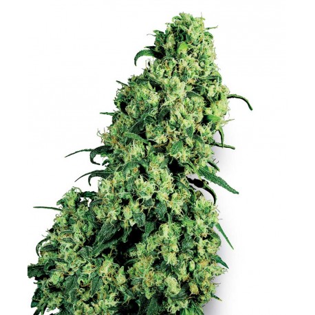 buy cannabis seeds Skunk #1