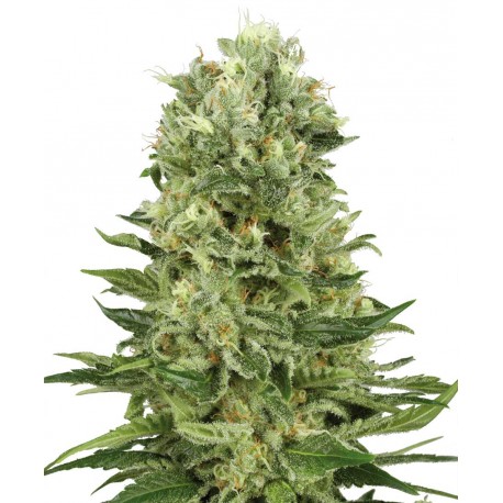 buy cannabis seeds Skunk # 1 AUTOMATIC
