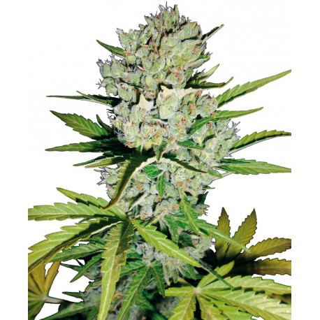 buy cannabis seeds Super Skunk AUTOMATIC