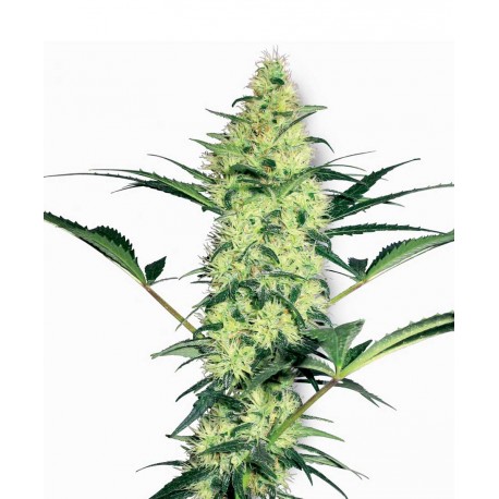 buy cannabis seeds White Diesel