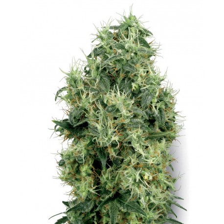 buy cannabis seeds White Gold