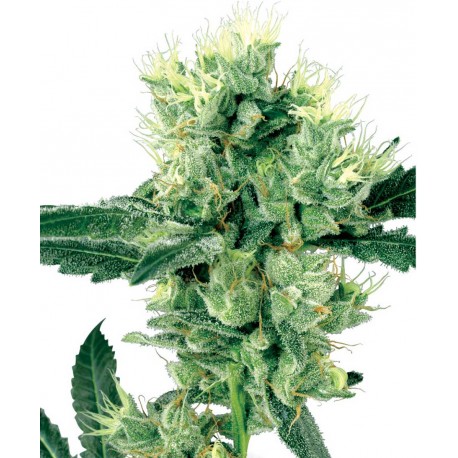 buy cannabis seeds White Haze