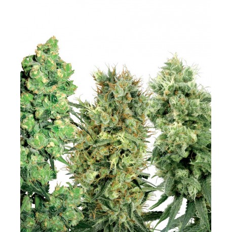 buy cannabis seeds White Label Mix