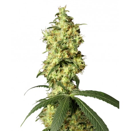 buy cannabis seeds White Widow AUTOMATIC