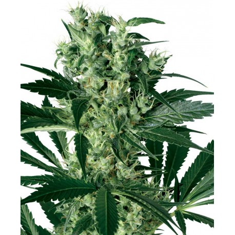 buy cannabis seeds X - Haze